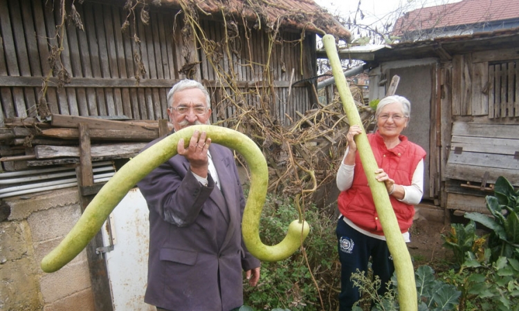 Uzgojili tikve duže od dva metra