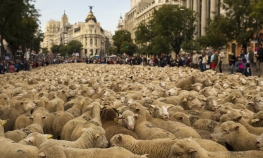U centru Madrida 2.000 ovaca