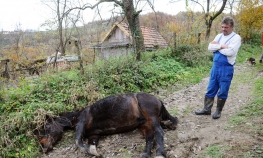 Medvjed ubio ždrebnu kobilu