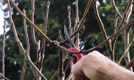 Zimska rezidba