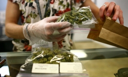 Hrvatska legalizuje marihuanu?