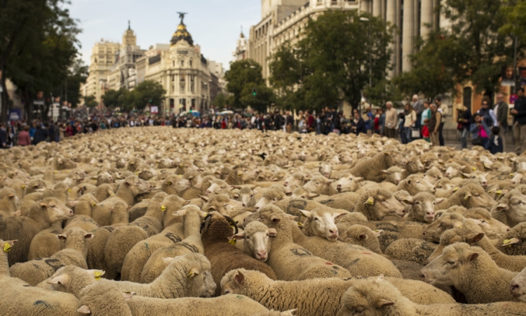 U centru Madrida 2.000 ovaca