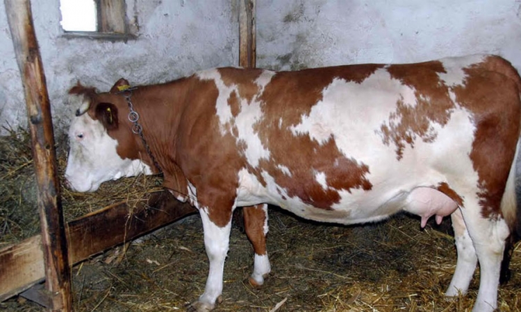 "Plavi jezik" hara Bosnom i Hercegovinom