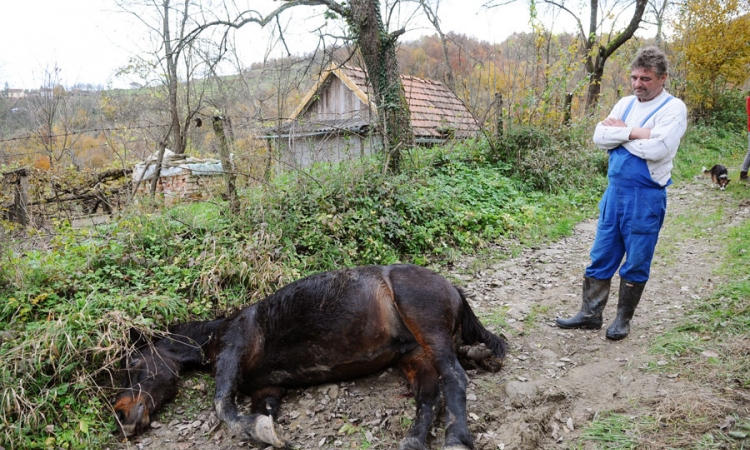 Medvjed ubio ždrebnu kobilu