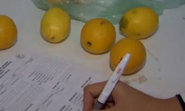 Institut za javno zdravstvo RS: Citrusi zdravstveno ispravni