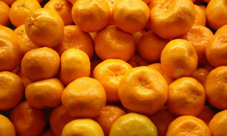 Smanjena prodaja mandarina u Foči