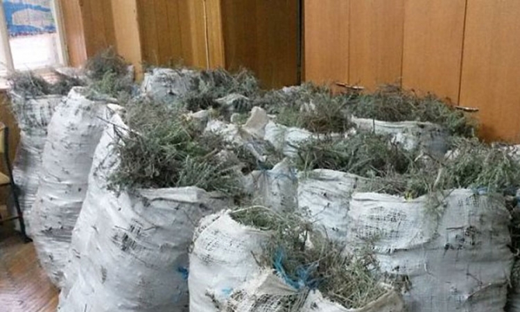 Policija oduzela 250 kilograma smilja   