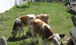 Sa farme ukrali troje teladi