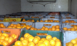 Spriječen nezakonit promet 13 tona mandarina