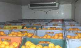 Spriječili šverc 13 tona mandarina