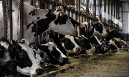 Zatvorene sve farme u okolini