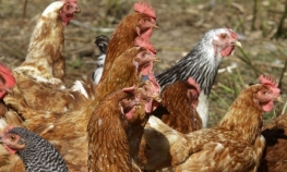 Virus ptičijeg gripa otkriven na farmi