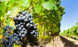 Proizvođači vina traže pomoć od vlasti