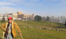 Stado od 200 ovaca u gradu