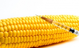 Na GMO pozitivno 67 odsto uzoraka
