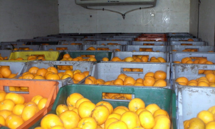 Spriječen nezakonit promet 13 tona mandarina
