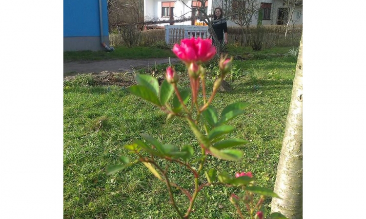 Ruža procvjetala usred decembra