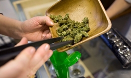 Hrvatska legalizuje indijsku konoplju   