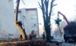 Orezivanje stabala na Bulevaru i Laušu