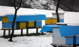 Pčelari se bore da održe pčelinji fond