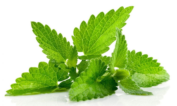 Menta smanjuje glad