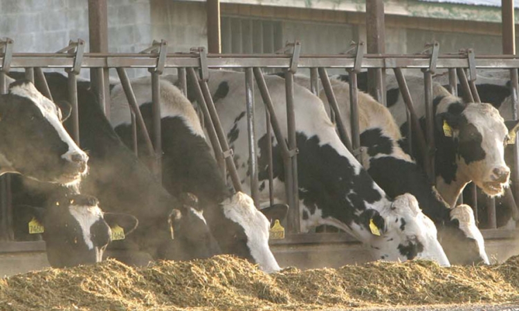 Sredstvima IRB-a izgradnja nove farme
