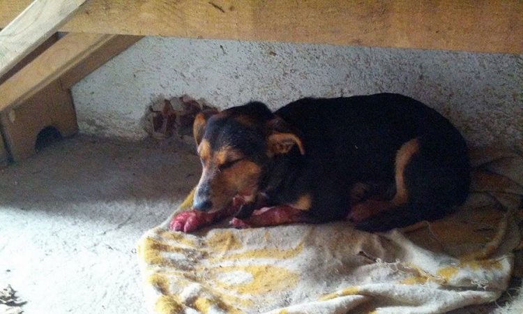 Pucali na psa u dvorištu, životinji hitno potrebna pomoć