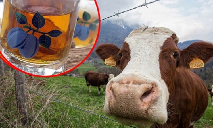 Rakijom liječio krave muzare