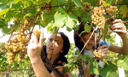 Nema više domaćeg vina od uvoznog grožđa