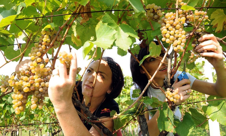 Nema više domaćeg vina od uvoznog grožđa