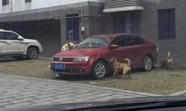Pas lutalica uništio auto muškarcu koji ga je udario