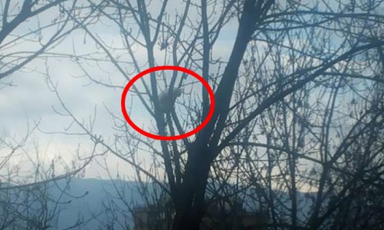 Mačka već tri dana neće da siđe s drveta