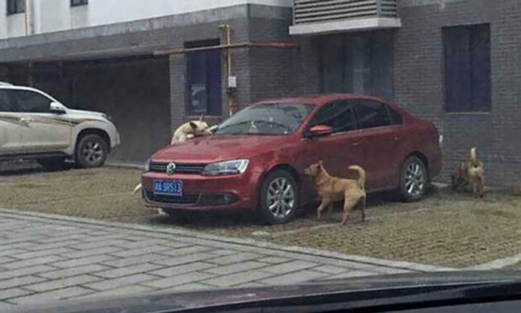 Pas lutalica uništio auto muškarcu koji ga je udario