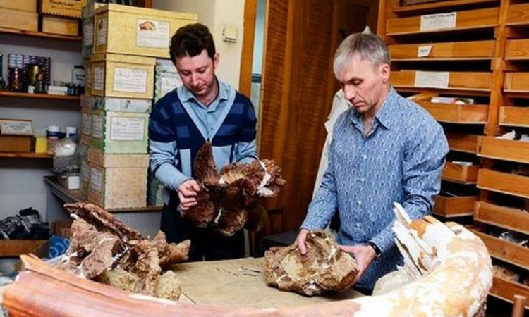 Otkrivena nova vrsta dinosaurusa