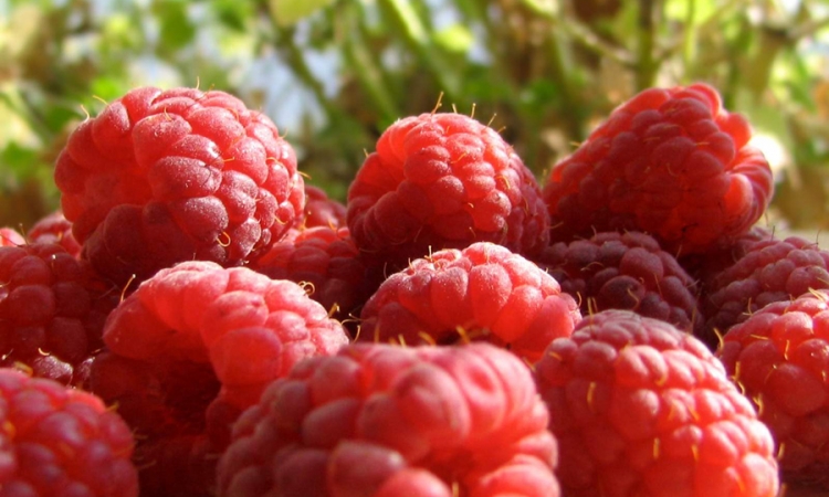 Naše maline na svjetskim trpezama