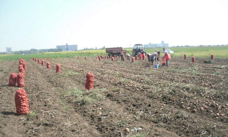 EU "diže rampu" za krompir iz BiH