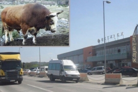 Bik mesarima pobjegao iz klaonice, pa umalo uletio u tržni centar