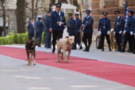 Crvenim tepihom "prošetali" psi lutalice