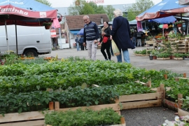 U punom jeku prodaja rasada