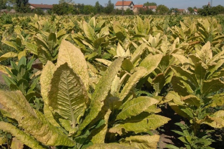 Zaplijenjeno 350 kilograma rezanog duvana    