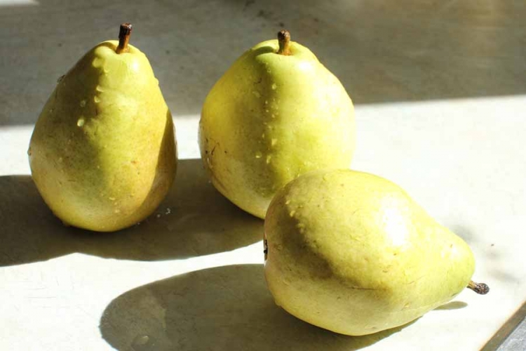 Pošiljka "srpskih" krušaka spaljena u Rusiji
