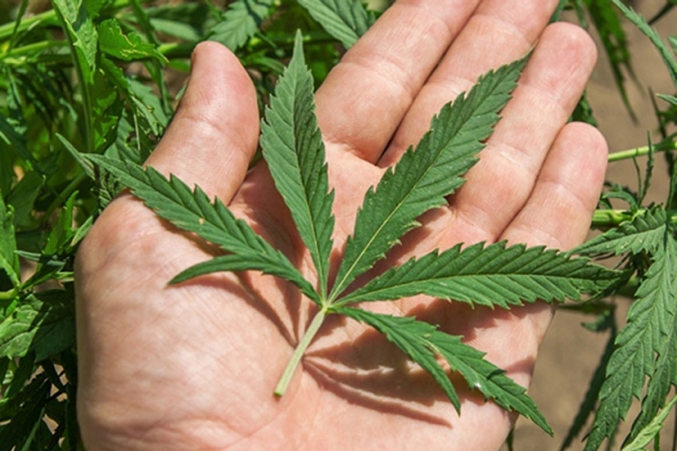 Grujičić: Legalizacija da, ali uz strogu kontrolu 
