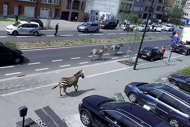 Zebre galopirale ulicama Brisela