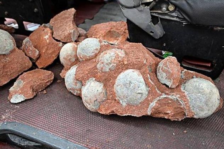 Gradili cestu i pronašli 43 dinosaurusova jaja