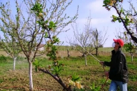 Drvenari ponovo u voćnjacima