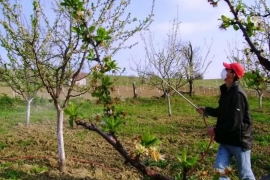 Drvenar ugrožava opstanak voćarstva