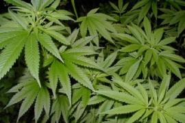 Marihuana raste kao trava