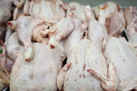 U pilećem mesu pronađena otrovna bakterija kampilobakter