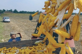 Kukuruz najtraženija roba