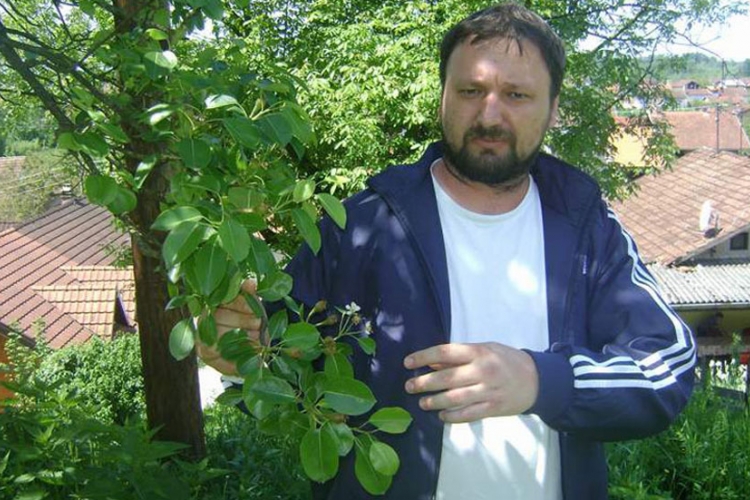 Srbac: Kruške procvjetale po drugi put